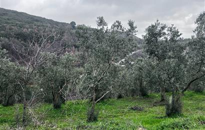 C21 Cius; Asvalta Sıfır 4.120 m2 Bakımlı Masrafsız Zeytinlik