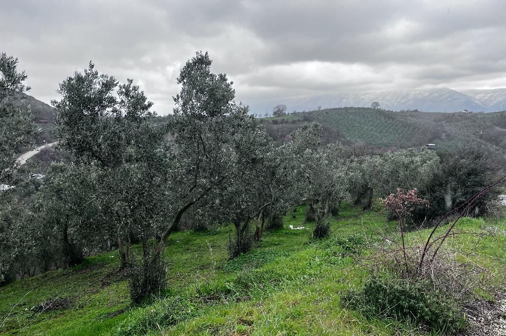 C21 Cius; Asvalta Sıfır 4.120 m2 Bakımlı Masrafsız Zeytinlik