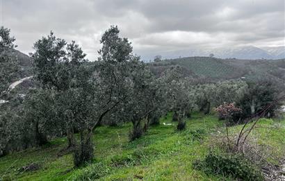 C21 Cius; Asvalta Sıfır 4.120 m2 Bakımlı Masrafsız Zeytinlik