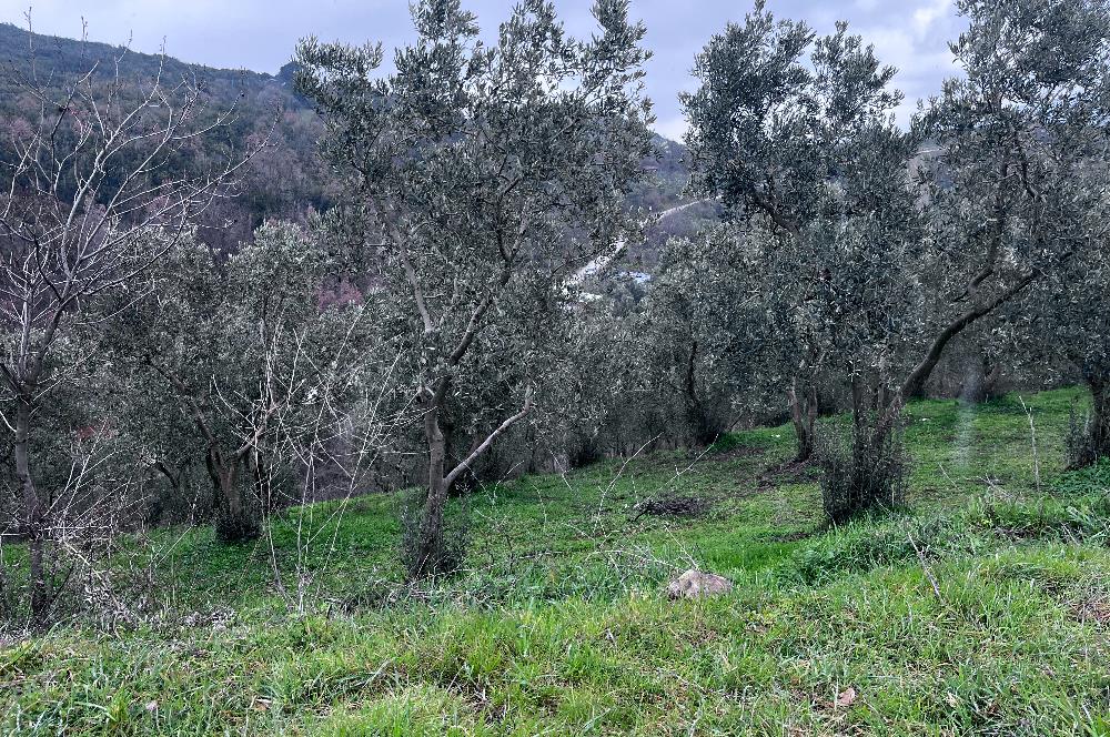 C21 Cius; Asvalta Sıfır 4.120 m2 Bakımlı Masrafsız Zeytinlik