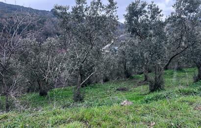 C21 Cius; Asvalta Sıfır 4.120 m2 Bakımlı Masrafsız Zeytinlik