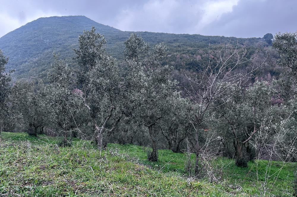 C21 Cius; Asvalta Sıfır 4.120 m2 Bakımlı Masrafsız Zeytinlik