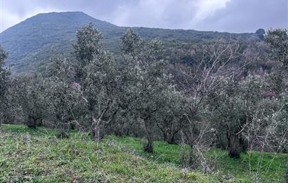 C21 Cius; Asvalta Sıfır 4.120 m2 Bakımlı Masrafsız Zeytinlik