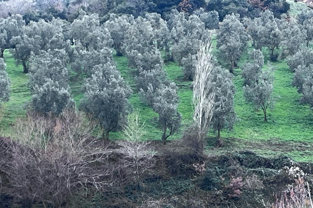 C21 Cius; Asvalta Sıfır 4.120 m2 Bakımlı Masrafsız Zeytinlik