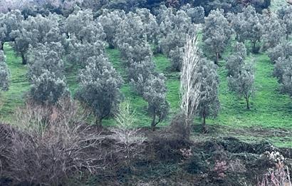 C21 Cius; Asvalta Sıfır 4.120 m2 Bakımlı Masrafsız Zeytinlik