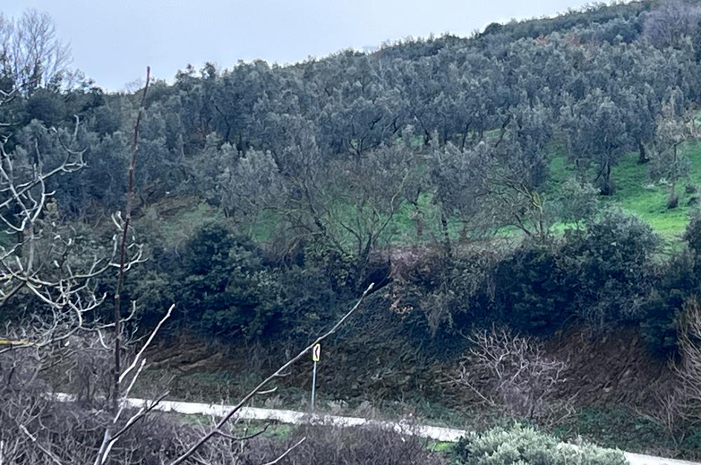 C21 Cius; Asvalta Sıfır 4.120 m2 Bakımlı Masrafsız Zeytinlik