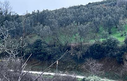 C21 Cius; Asvalta Sıfır 4.120 m2 Bakımlı Masrafsız Zeytinlik