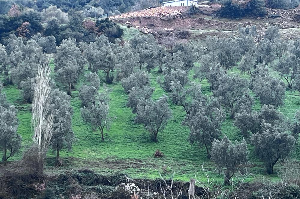 C21 Cius; Asvalta Sıfır 4.120 m2 Bakımlı Masrafsız Zeytinlik