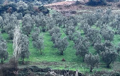 C21 Cius; Asvalta Sıfır 4.120 m2 Bakımlı Masrafsız Zeytinlik