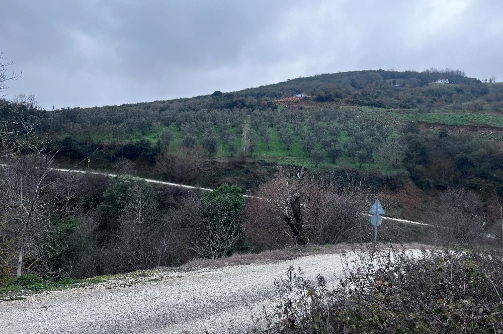 C21 Cius; Asvalta Sıfır 4.120 m2 Bakımlı Masrafsız Zeytinlik