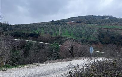 C21 Cius; Asvalta Sıfır 4.120 m2 Bakımlı Masrafsız Zeytinlik