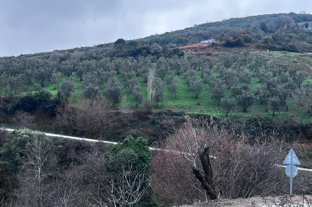 C21 Cius; Asvalta Sıfır 4.120 m2 Bakımlı Masrafsız Zeytinlik