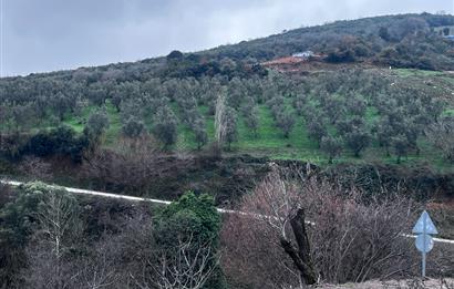 C21 Cius; Asvalta Sıfır 4.120 m2 Bakımlı Masrafsız Zeytinlik