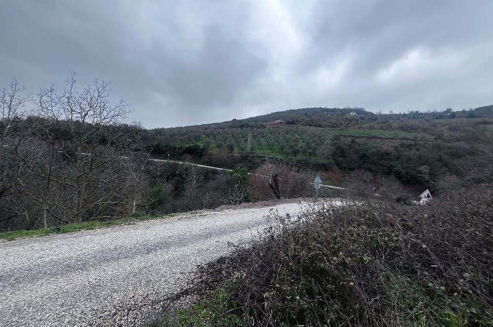 C21 Cius; Asvalta Sıfır 4.120 m2 Bakımlı Masrafsız Zeytinlik