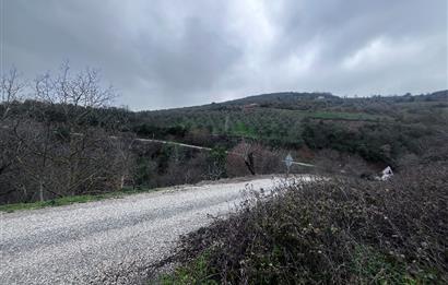 C21 Cius; Asvalta Sıfır 4.120 m2 Bakımlı Masrafsız Zeytinlik