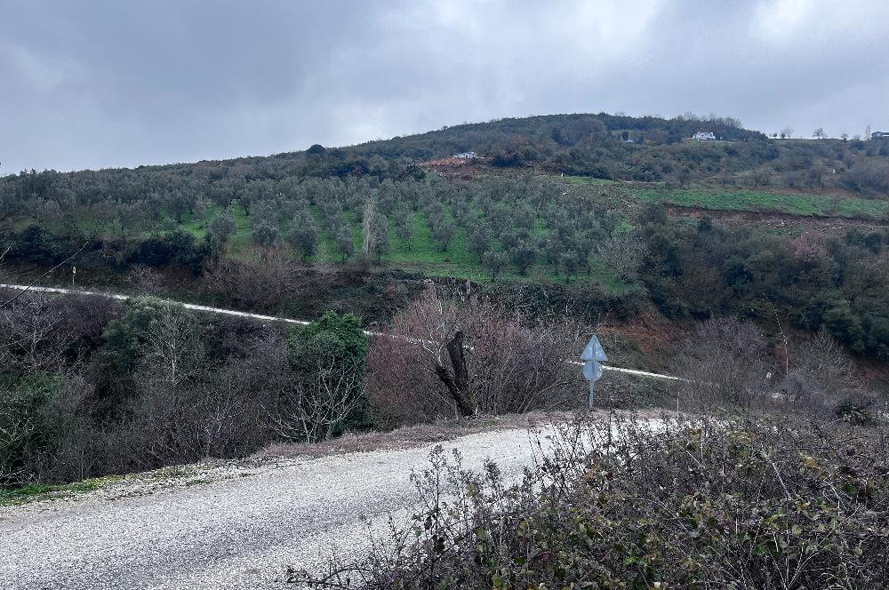 C21 Cius; Asvalta Sıfır 4.120 m2 Bakımlı Masrafsız Zeytinlik