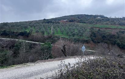 C21 Cius; Asvalta Sıfır 4.120 m2 Bakımlı Masrafsız Zeytinlik