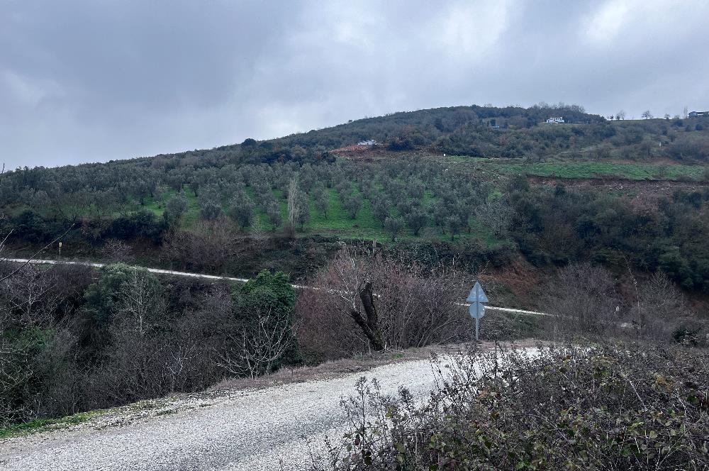 C21 Cius; Asvalta Sıfır 4.120 m2 Bakımlı Masrafsız Zeytinlik