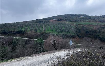 C21 Cius; Asvalta Sıfır 4.120 m2 Bakımlı Masrafsız Zeytinlik