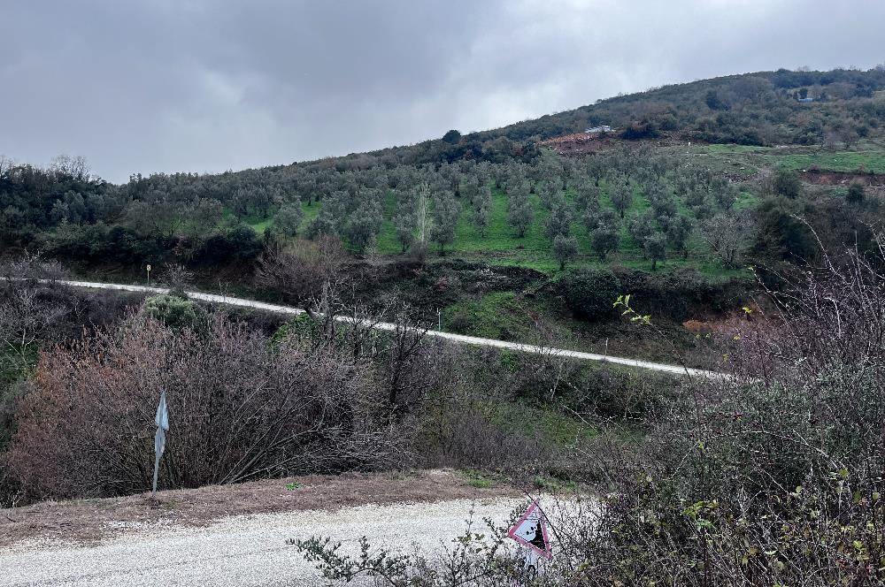 C21 Cius; Asvalta Sıfır 4.120 m2 Bakımlı Masrafsız Zeytinlik