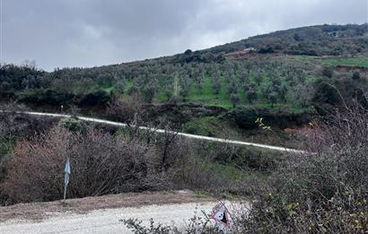 C21 Cius; Asvalta Sıfır 4.120 m2 Bakımlı Masrafsız Zeytinlik