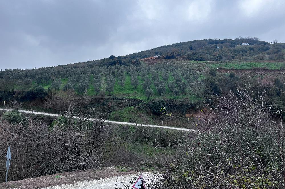 C21 Cius; Asvalta Sıfır 4.120 m2 Bakımlı Masrafsız Zeytinlik