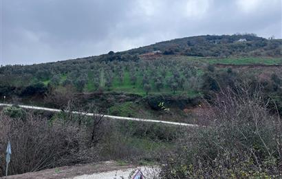 C21 Cius; Asvalta Sıfır 4.120 m2 Bakımlı Masrafsız Zeytinlik