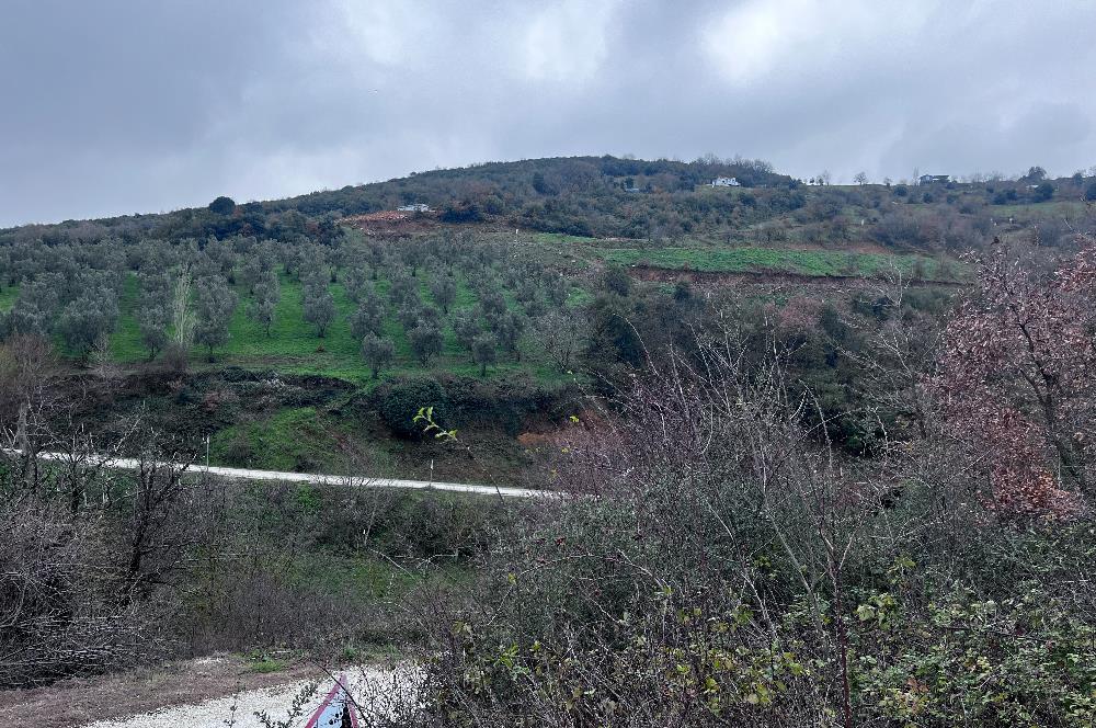 C21 Cius; Asvalta Sıfır 4.120 m2 Bakımlı Masrafsız Zeytinlik