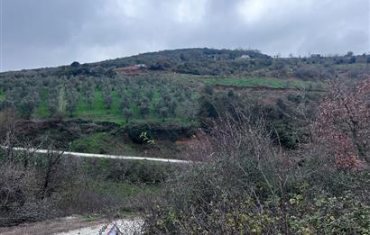 C21 Cius; Asvalta Sıfır 4.120 m2 Bakımlı Masrafsız Zeytinlik