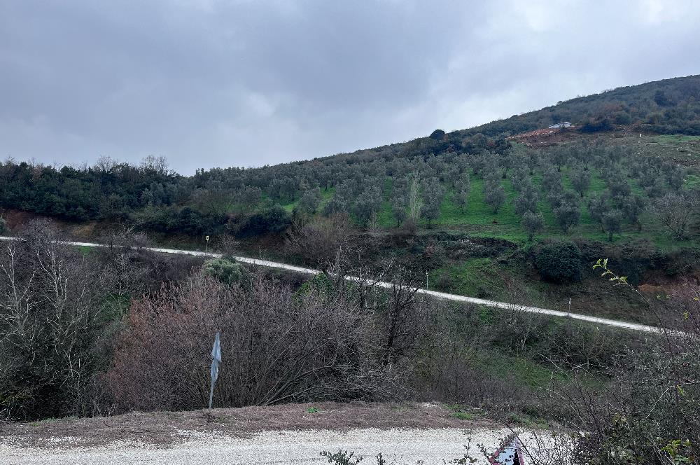 C21 Cius; Asvalta Sıfır 4.120 m2 Bakımlı Masrafsız Zeytinlik