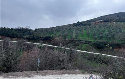 C21 Cius; Asvalta Sıfır 4.120 m2 Bakımlı Masrafsız Zeytinlik