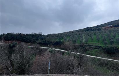 C21 Cius; Asvalta Sıfır 4.120 m2 Bakımlı Masrafsız Zeytinlik