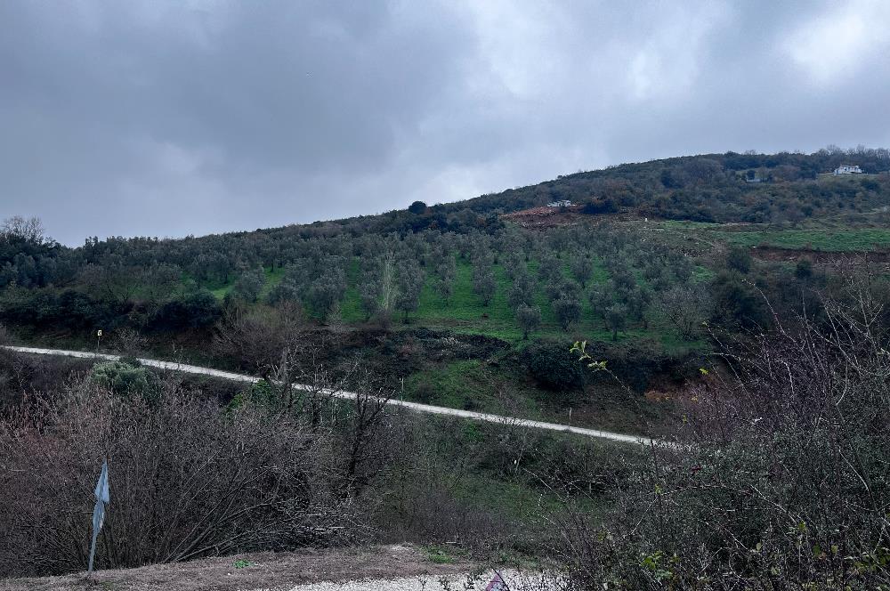 C21 Cius; Asvalta Sıfır 4.120 m2 Bakımlı Masrafsız Zeytinlik