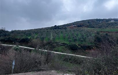 C21 Cius; Asvalta Sıfır 4.120 m2 Bakımlı Masrafsız Zeytinlik