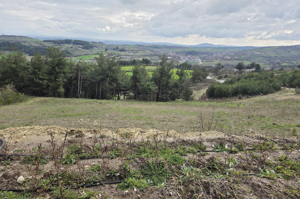 C21 BAL'DAN CİNGE MAH.DE SATILIK MÜSTAKİL EV ve 6 DÖNÜM TARLASI