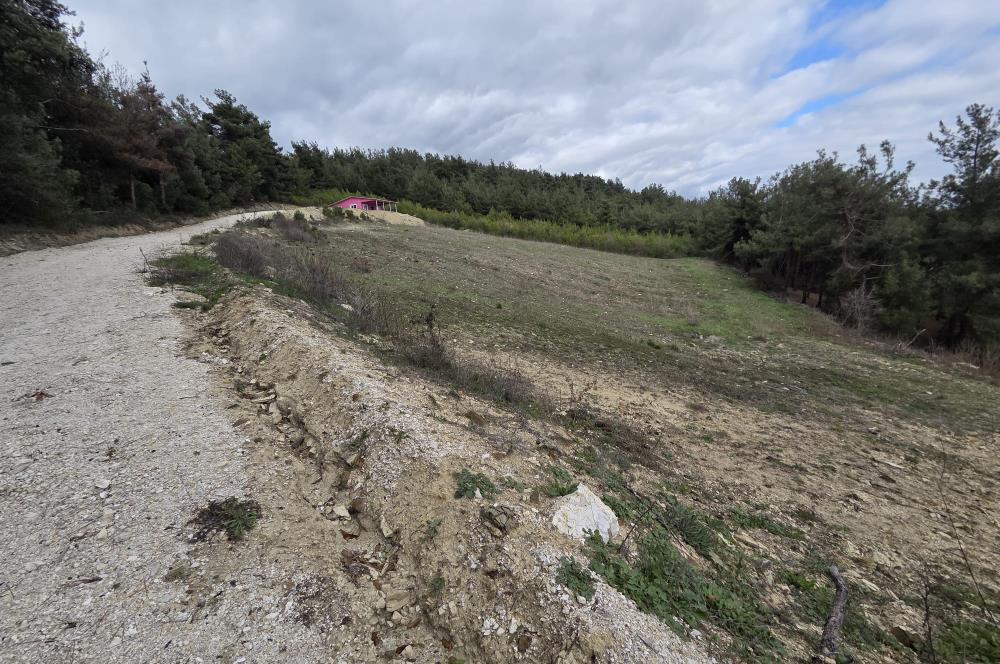 C21 BAL'DAN CİNGE MAH.DE SATILIK MÜSTAKİL EV ve 6 DÖNÜM TARLASI