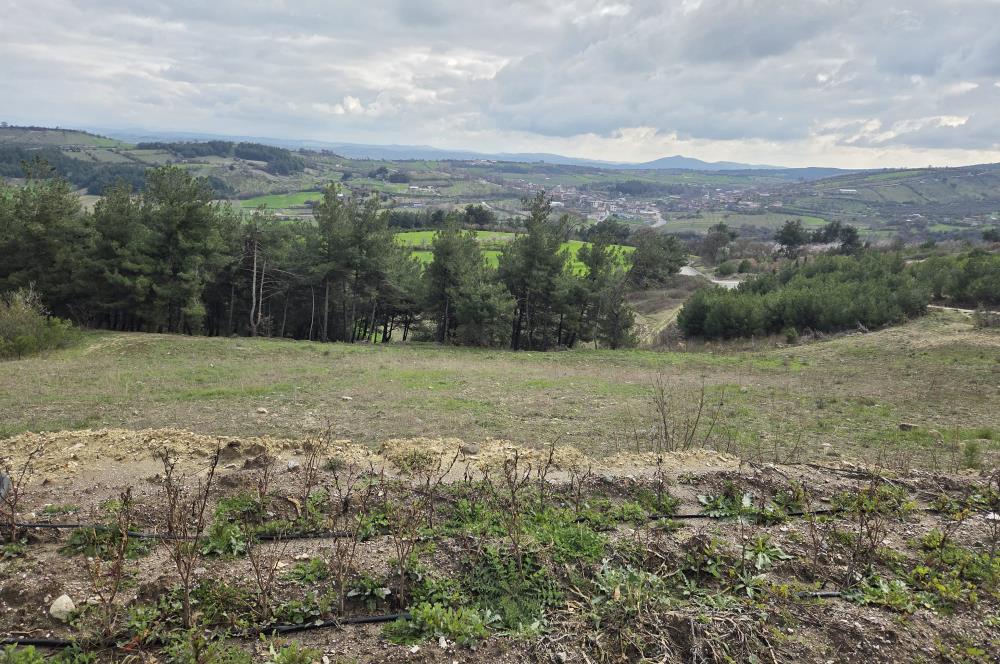 C21 BAL'DAN CİNGE MAH.DE SATILIK MÜSTAKİL EV ve 6 DÖNÜM TARLASI