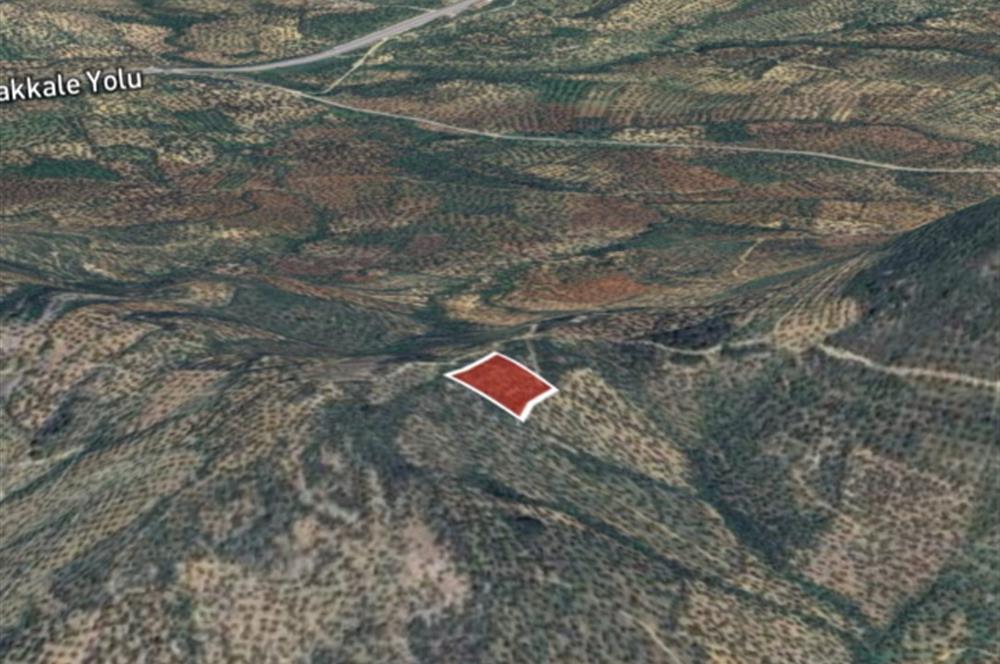 C21 BAL DAN GÖMEÇ KARAAĞAÇTA SATILIK 4661 M2 ZEYTİNLİK