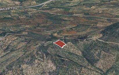 C21 BAL DAN GÖMEÇ KARAAĞAÇTA SATILIK 4661 M2 ZEYTİNLİK