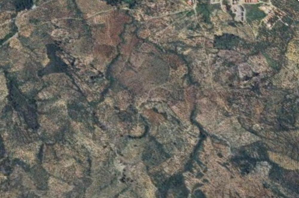 C21 BAL DAN GÖMEÇ KARAAĞAÇTA SATILIK 4661 M2 ZEYTİNLİK