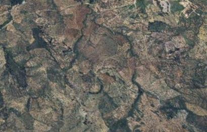 C21 BAL DAN GÖMEÇ KARAAĞAÇTA SATILIK 4661 M2 ZEYTİNLİK