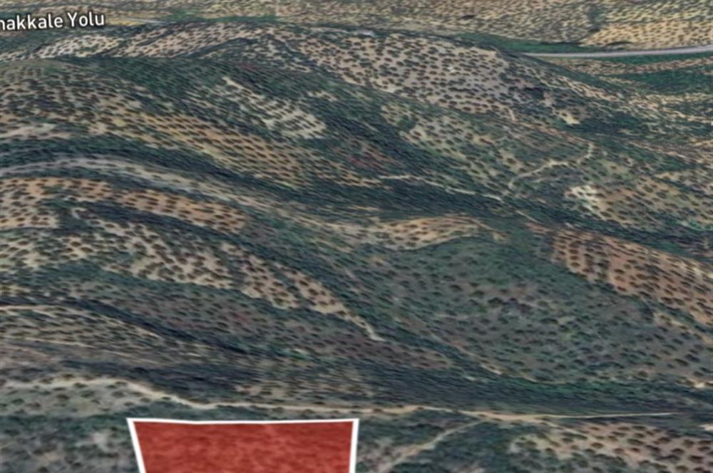 C21 BAL DAN GÖMEÇ KARAAĞAÇTA SATILIK 4661 M2 ZEYTİNLİK