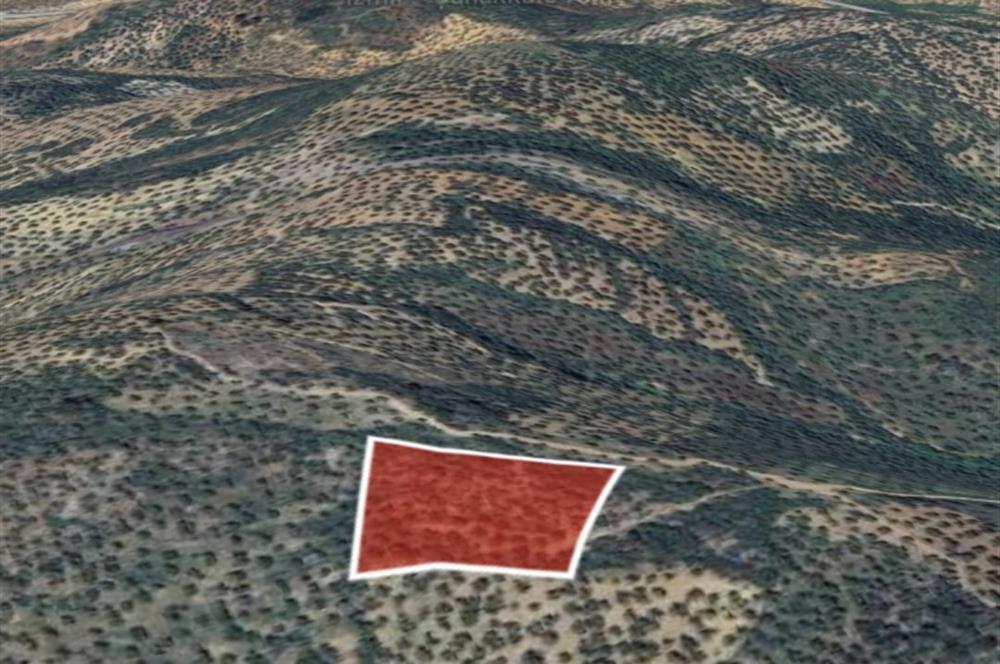 C21 BAL DAN GÖMEÇ KARAAĞAÇTA SATILIK 4661 M2 ZEYTİNLİK