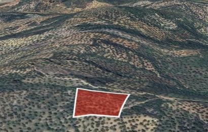 C21 BAL DAN GÖMEÇ KARAAĞAÇTA SATILIK 4661 M2 ZEYTİNLİK