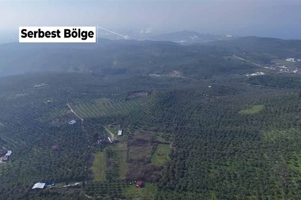 C21 Cius; Umurbeyde İmara Yakın Resmi Yol Cepheli Yatırımlık Zeytinlik