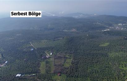 C21 Cius; Umurbeyde İmara Yakın Resmi Yol Cepheli Yatırımlık Zeytinlik