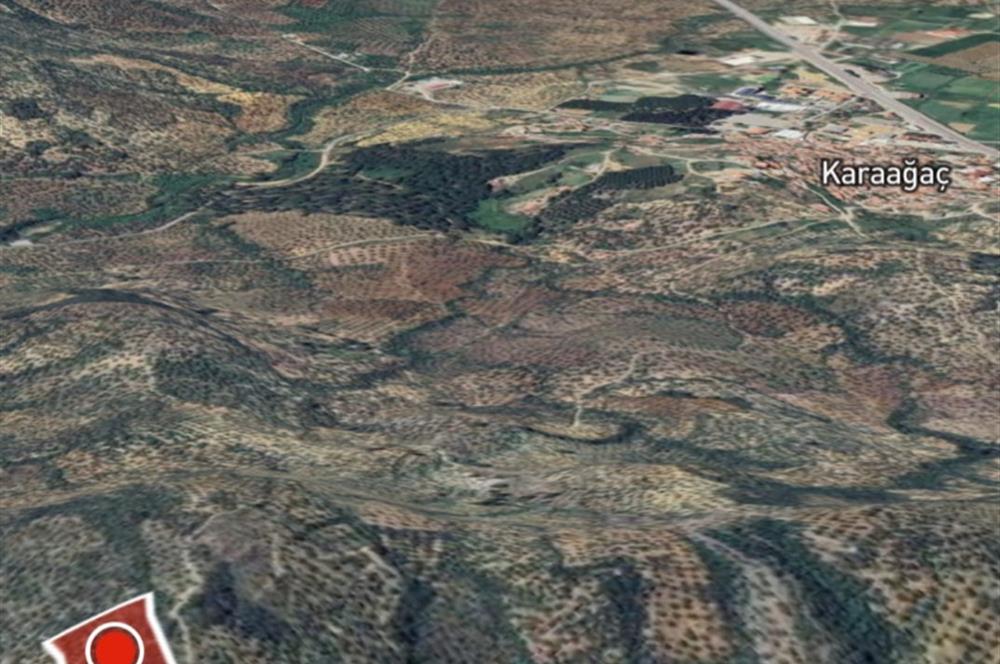 C21 BAL DAN GÖMEÇ KARAAĞAÇTA SATILIK 4661 M2 ZEYTİNLİK