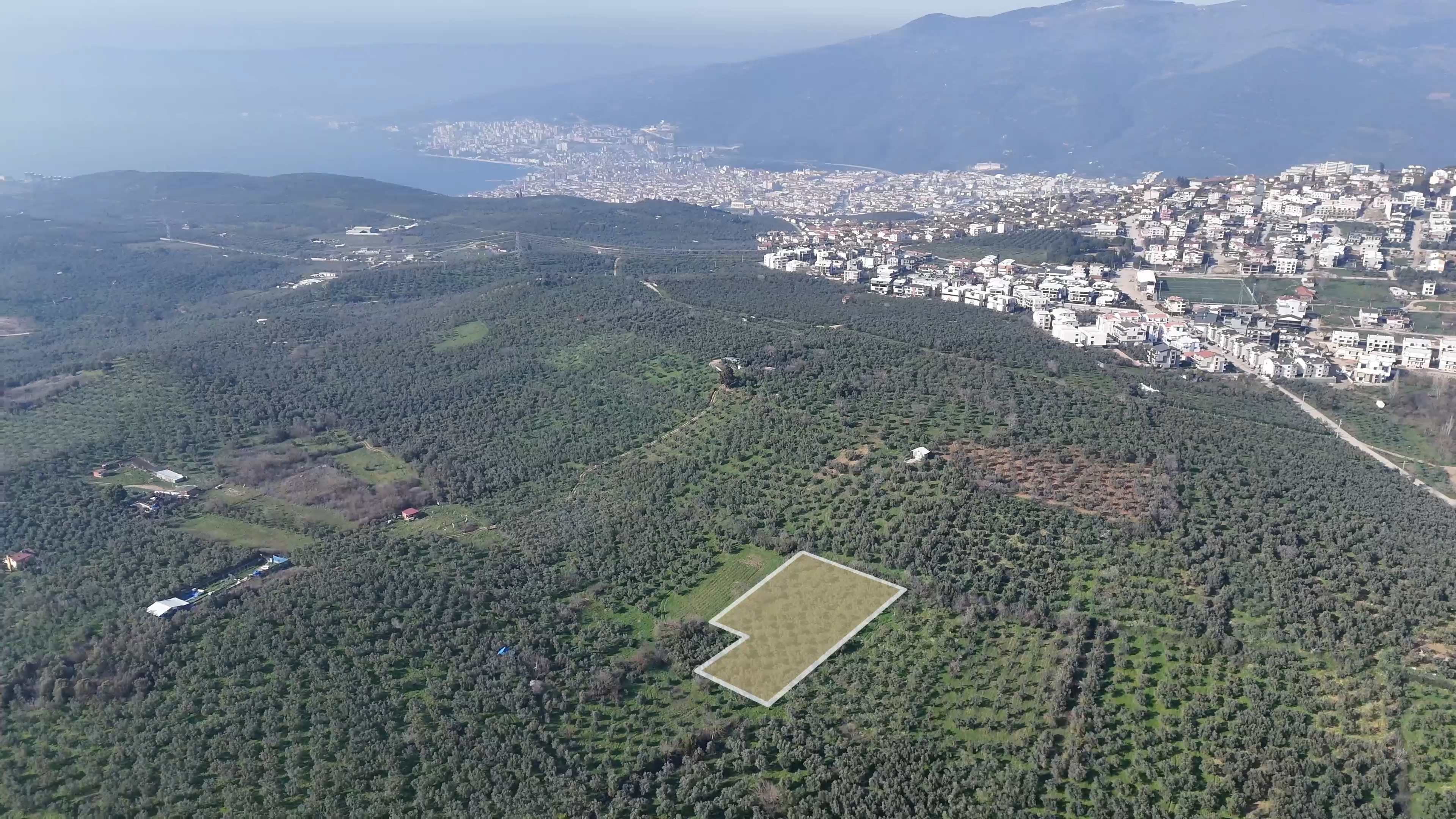 C21 Cius; Umurbeyde İmara Yakın Resmi Yol Cepheli Yatırımlık Zeytinlik