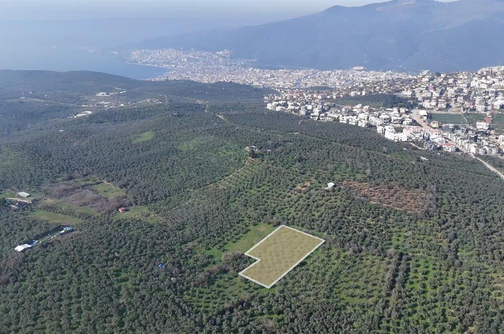 C21 Cius; Umurbeyde İmara Yakın Resmi Yol Cepheli Yatırımlık Zeytinlik