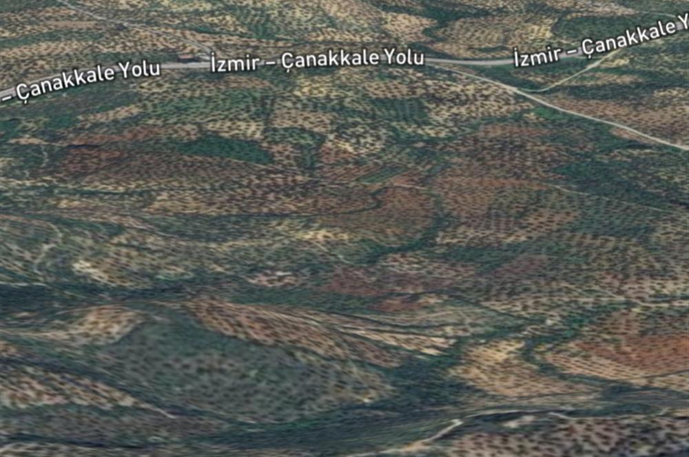 C21 BAL DAN GÖMEÇ KARAAĞAÇTA SATILIK 4661 M2 ZEYTİNLİK